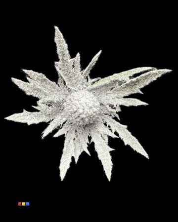 <h4>Eryngium Snowed</h4>