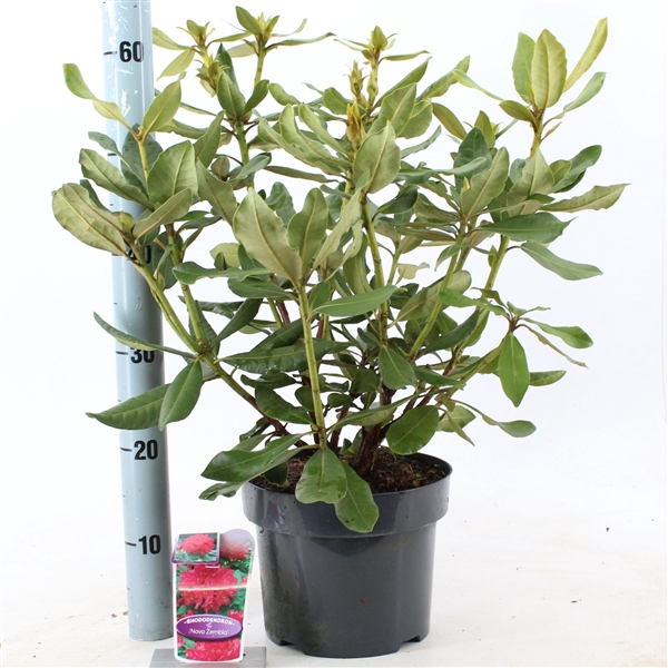 <h4>Rhododendron 'Nova Zembla'</h4>