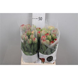 Tu Du Gudoshnik Doub