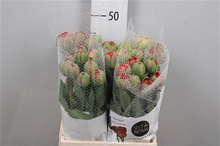 <h4>Tu Du Gudoshnik Doub</h4>