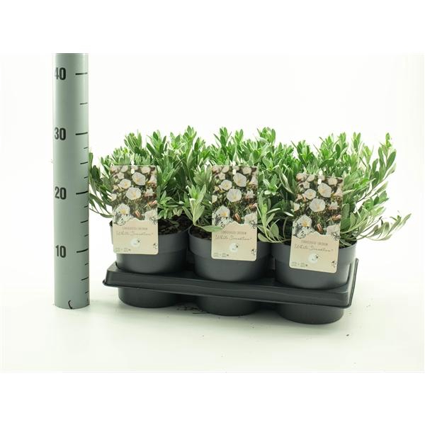 <h4>Convolvulus 'White Sensation'</h4>