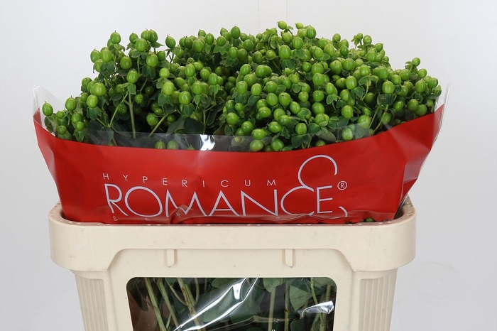 <h4>Hypericum Jungle Romance Spray</h4>