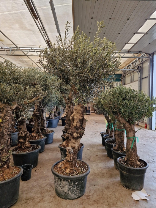 <h4>OLEA EUROPAEA</h4>