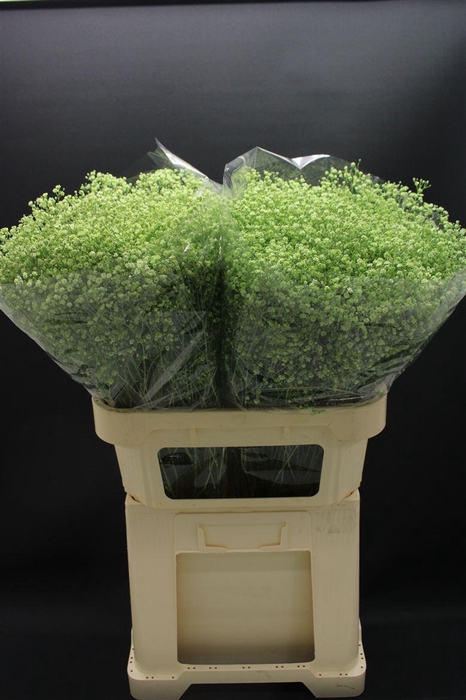 <h4>Gyps Fijn Mint</h4>