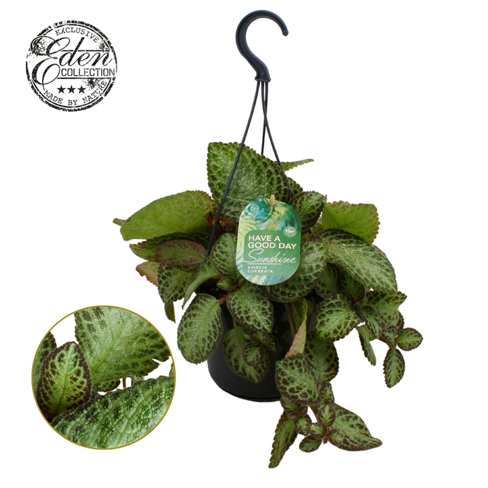 <h4>Episcia cupreata Zebra 15cm HP</h4>