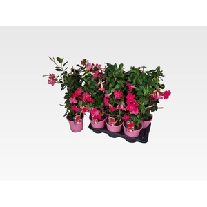 MANDE RIO PINK