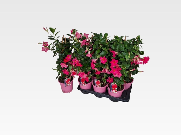 <h4>MANDE RIO PINK</h4>