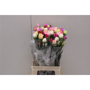 Di St Rainbow Mix Pastel