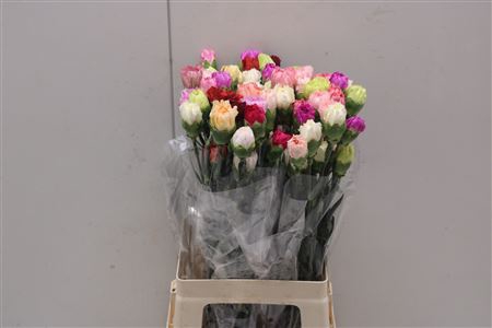 <h4>Di St Rainbow Mix Pastel</h4>