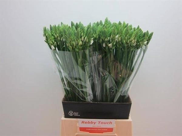 <h4>ORNIT THYRSOIDES</h4>