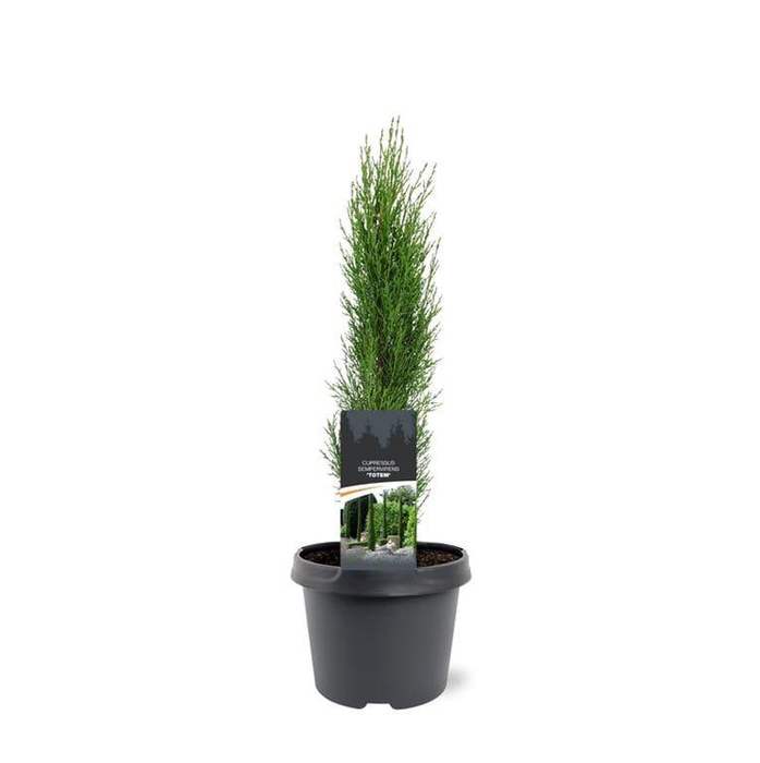 <h4>Cupressus sempervirens 'Totem'</h4>