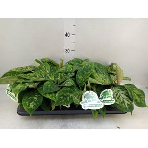 Homalomena wal. 'Camouflage'