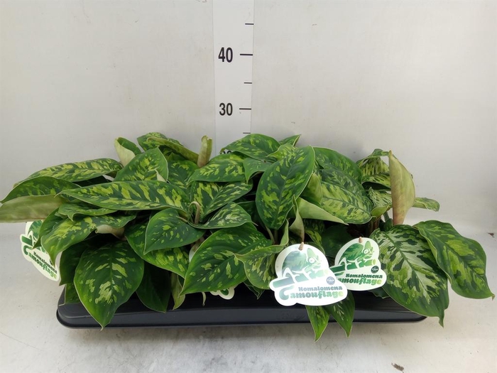 <h4>Homalomena wal. 'Camouflage'</h4>