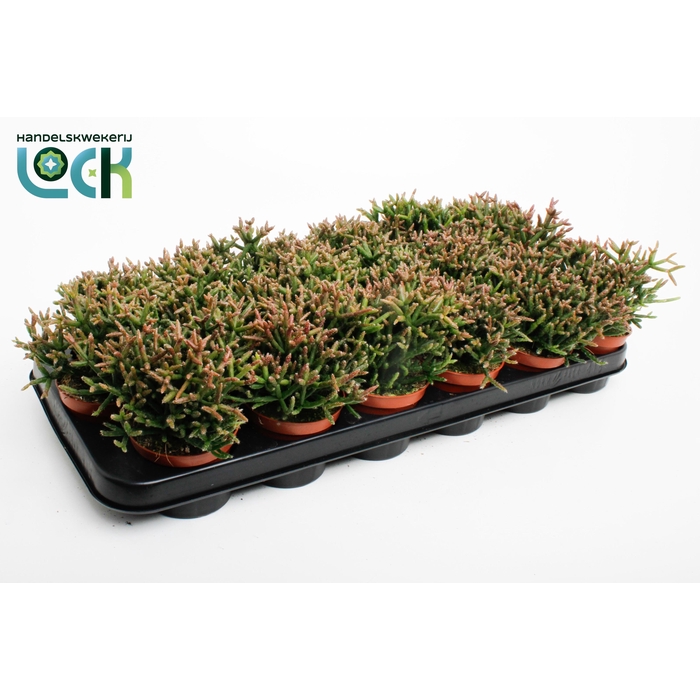 <h4>RHIPSALIS BURCHELLII</h4>
