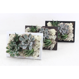 arr3 Demi - Schilderij