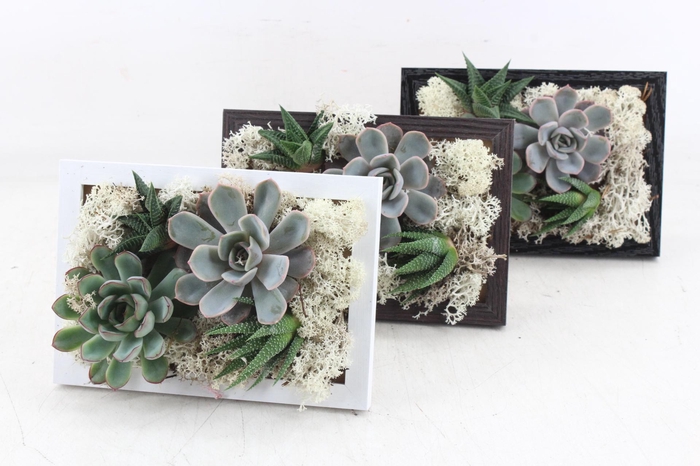 <h4>arr3 Demi - Schilderij</h4>