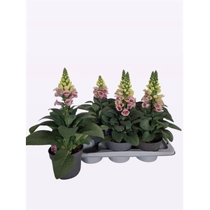 DIGITALIS OVERIG