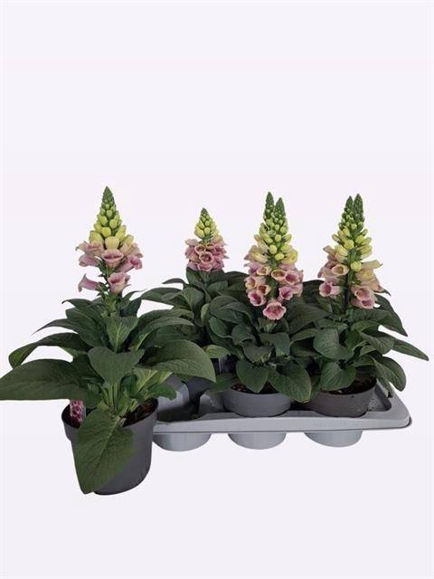 <h4>DIGITALIS OVERIG</h4>