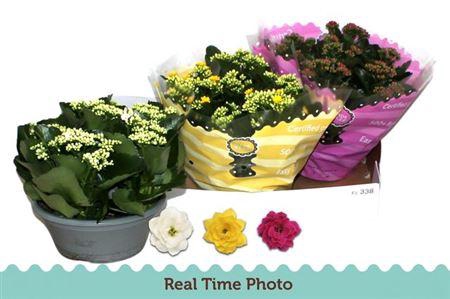 <h4>Kal Ge Gem 3 Kl</h4>