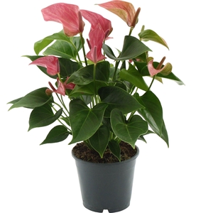 Anthurium 14 cm Romantico in Transparant sleeve
