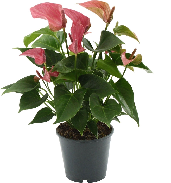 <h4>Anthurium 14 cm Romantico in Transparant sleeve</h4>