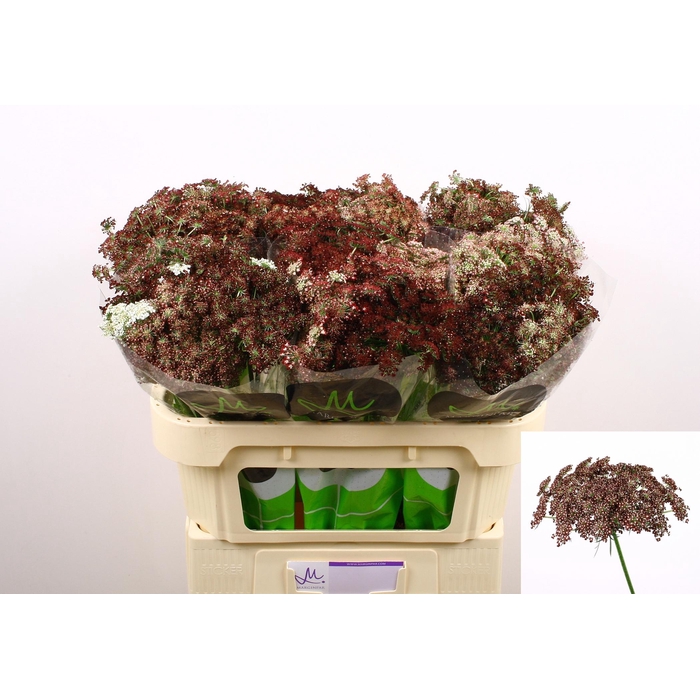 <h4>DAUCUS CAROTA DARA</h4>