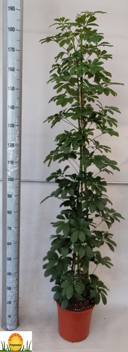 <h4>SCHEF AR COMPACTA</h4>