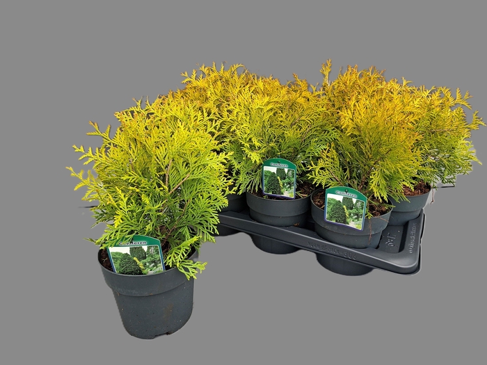 <h4>Thuja occidentalis 'Golden Globe'</h4>
