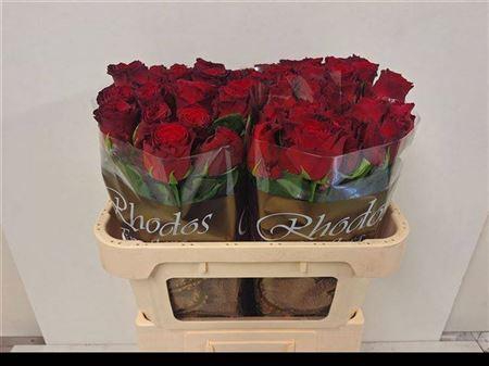 <h4>R GR RHODOS</h4>