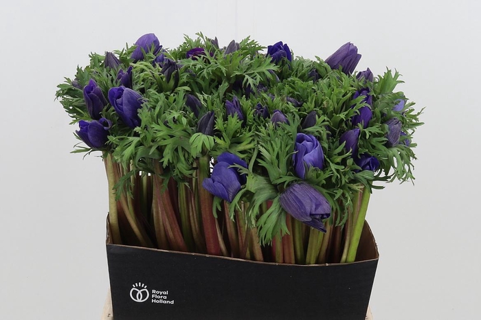 <h4>Anemone Blue</h4>