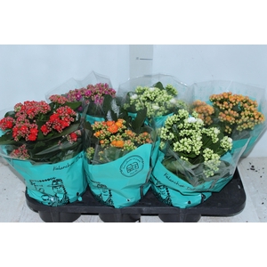 KALANCHOE DOBRADO P15