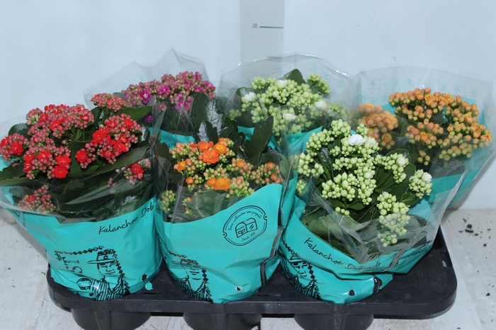 <h4>KALANCHOE DOBRADO P15</h4>