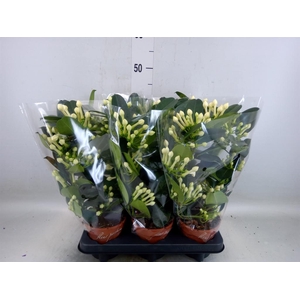 Stephanotis floribunda   ...