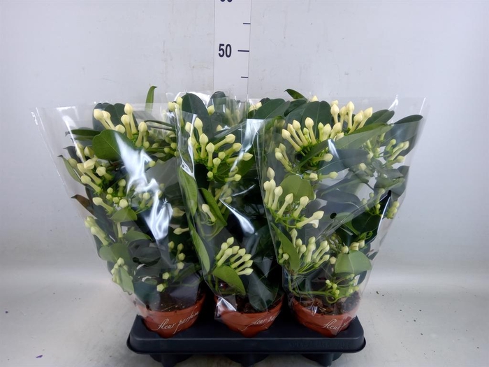 <h4>Stephanotis floribunda   ...</h4>