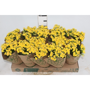 KALANCHOE DOBRADO P11 AMARELO