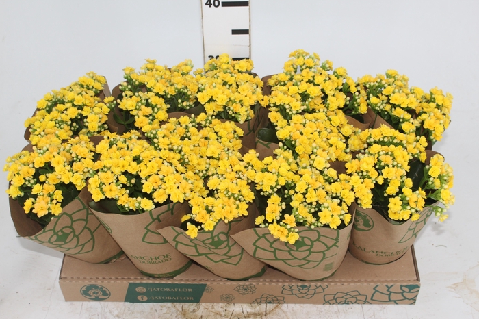 KALANCHOE DOBRADO P11 AMARELO