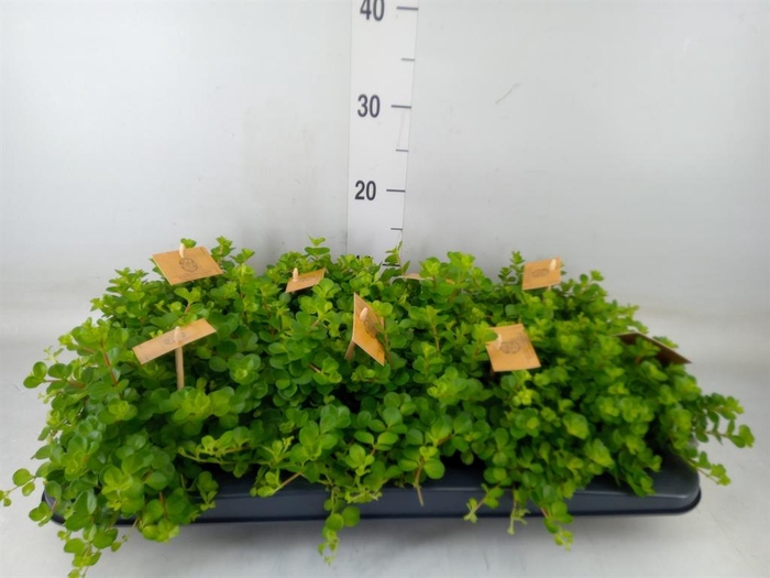 <h4>Peperomia rotundifolia</h4>