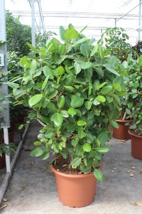 <h4>Ficus Benghalensis</h4>