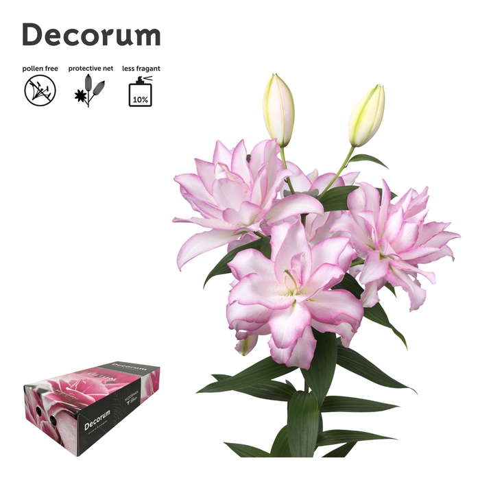 <h4>LI DBL OR ANOUSKA 5+ Medium Decorum Box</h4>