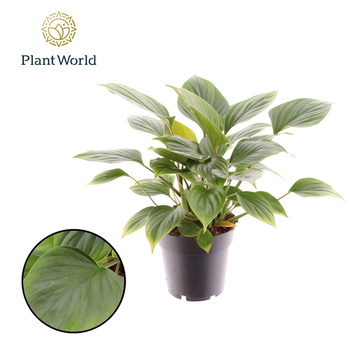 <h4>Homalomena Emerald Gem</h4>