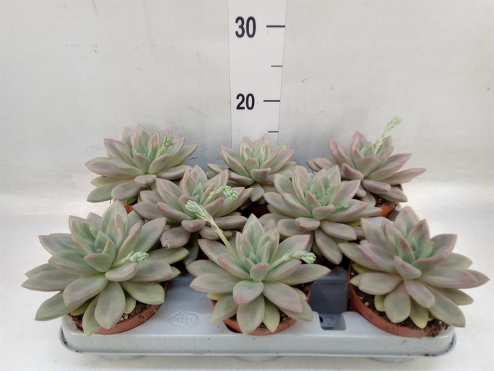 <h4>Succulents ...</h4>