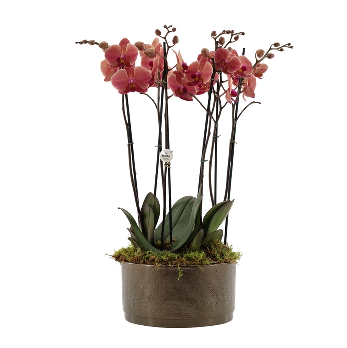 <h4>Your Natural Orchid | 3 x 2 tak ST oranje in Sarah Bowl</h4>
