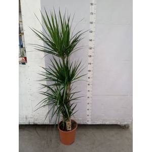 Dracaena marg.