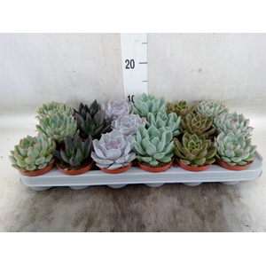 Echeveria   ...mix