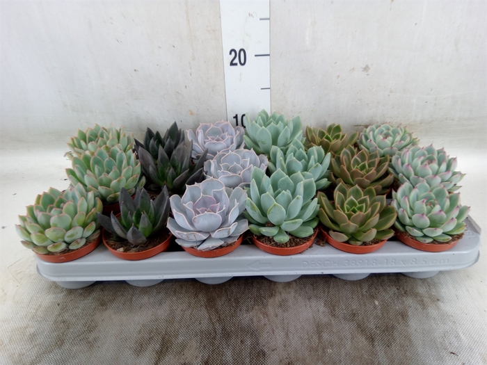 <h4>Echeveria   ...mix</h4>