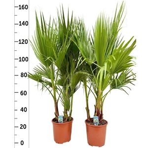 WASHINGTONIA FILIFER