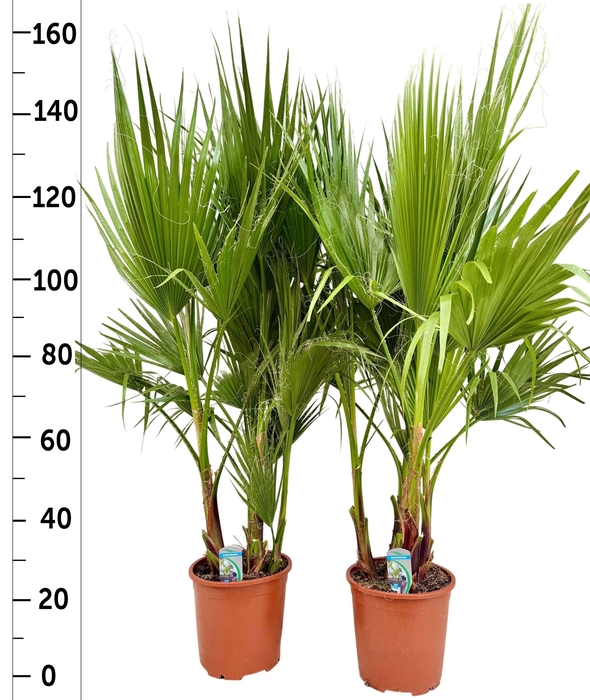 <h4>WASHINGTONIA FILIFER</h4>