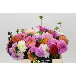 Dahlia Gemengd in bos