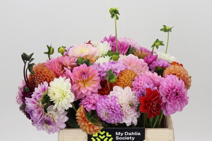 <h4>Dahlia Gemengd in bos</h4>
