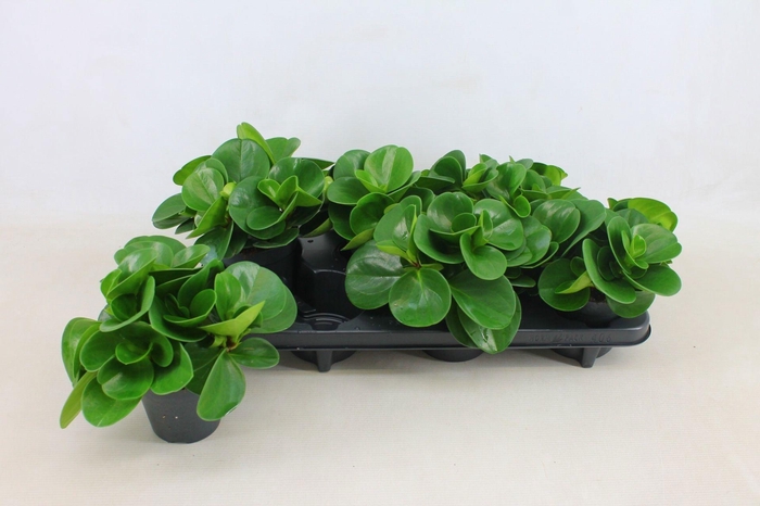 <h4>PEP OBT GREEN GOLD</h4>